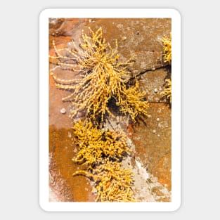 Yellow Sea Weed Growing In Shallow Rock Pool Sticker